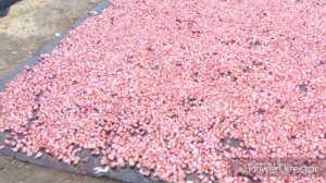 Обработка посадочного материала препаратом Максим