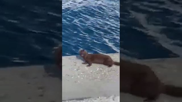 Норка гуляет по набережной в Мальмё)) смотреть онлайн