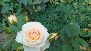 Роза Пастелла,Флорибунда,небольшой обзор