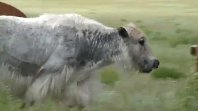 Oka Sayanskaya, Buryat Yaks смотреть онлайн