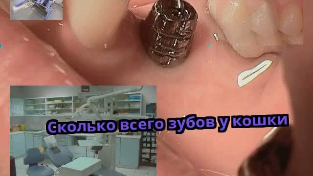 Сколько всего зубов у кошки смотреть онлайн
