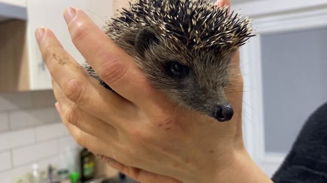 Ёжик снова пришел к нам домой и не слезал с рук. Какая прелесть смотреть онлайн
