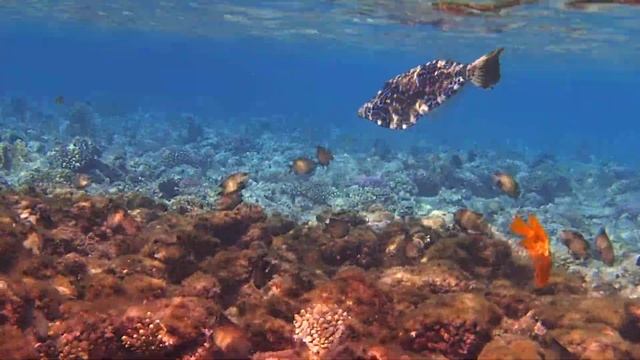 антиасы, хромисы, темноватые стегастесы, алутер смотреть онлайн