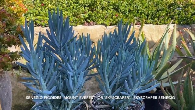 Senecio 'Mount Everest' Or 'Skyscraper' - Skyscraper Senecio