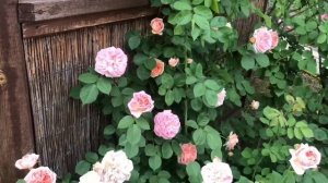 Красивые розы. Плетистая роза Алхимист цветёт (3 зона)