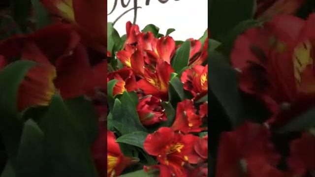 Чудесный букет с альстромерии смотреть онлайн