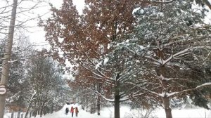 Футаж  Метель в городском парке