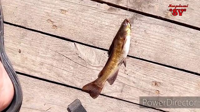 ПЕРВОМАЙСКАЯ ЛОВЛЯ СОМОВ АМЕРИКАНСКИХ, КРАСОТА ПРИРОДЫ РЕЧКИ СМОРТАВА.