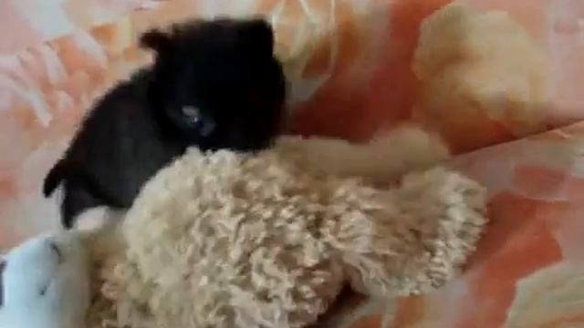 Щенок ест медведя!!! смотреть онлайн