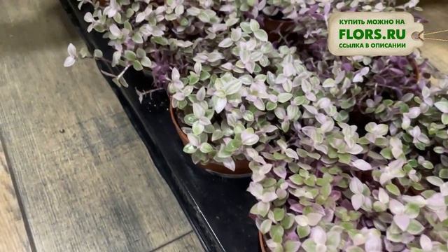 #18 Обзор цветочного магазина "Мистер Флористер". Комнатные растения смотреть онлайн