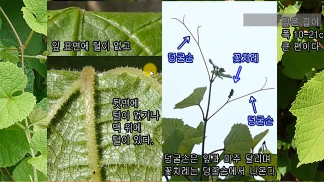 포도나무의 특징 : 놀랍고 신기한 모자(帽子)