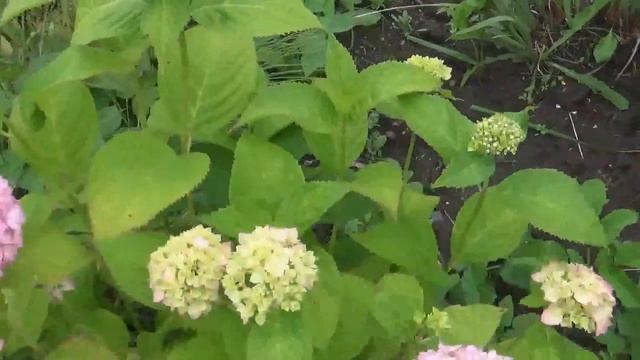 ХЛОРОЗ на Гортензии и не только,легко и быстро решаем эту проблему. смотреть онлайн