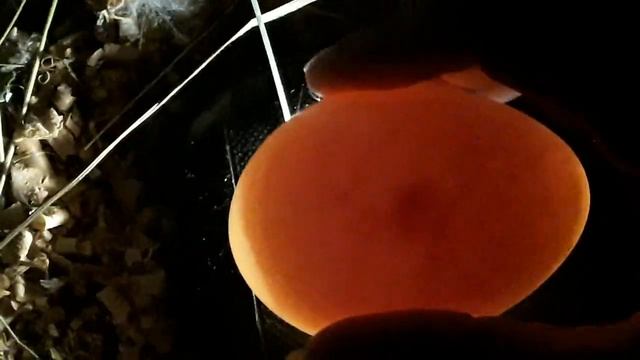 Оплодотворены ли Яйца. Как Определить Оплод. Овоскопирование Утиных Яйц _ 6 дней насиживания _ Утка. смотреть онлайн