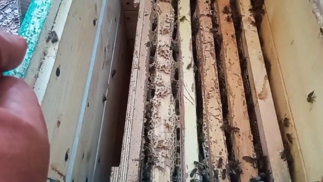 Контроль принятия маток, обработка Бипином. смотреть онлайн