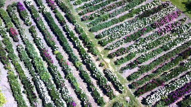 Полёт квадрокоптера над пионами смотреть онлайн