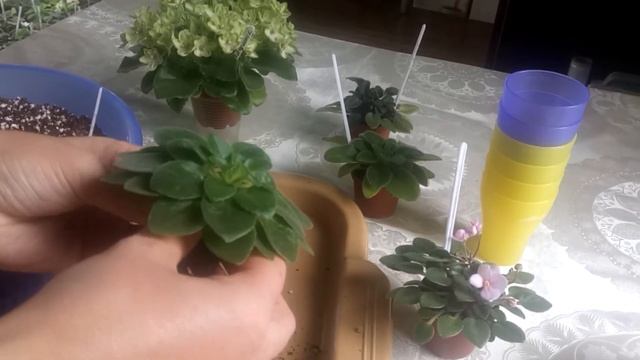Мини фиалки. Пересадка. Фитиль для мини фиалок смотреть онлайн
