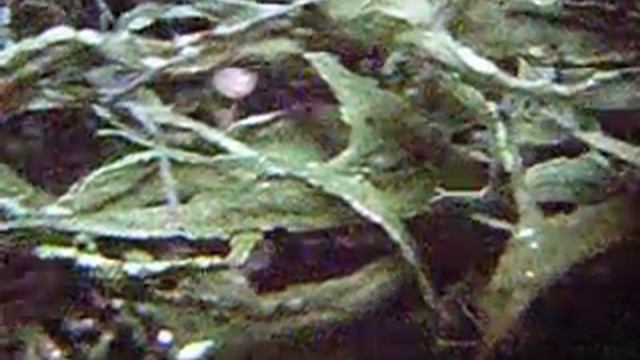 PCC Rock Creek Lichen Study - Ramalina farinacea смотреть онлайн