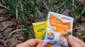 Две подкормки ЧЕСНОКА весной обеспечат отличный урожай???