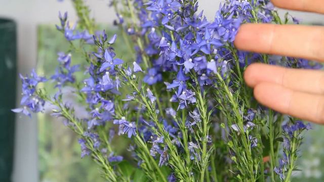 Veronica Austriaca - Saw-leaved speedwell/teucrium/blue perennials/award winning perennials смотреть онлайн