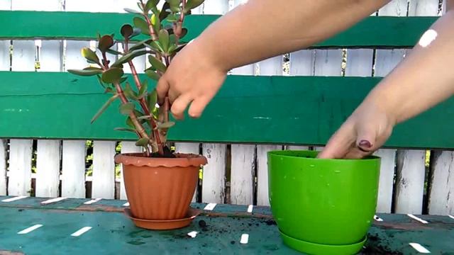 делай добро, сажай цветы смотреть онлайн