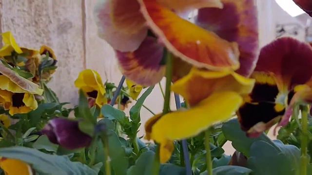 Petunia and Pansy Flower |Angelmay Bisaya-American смотреть онлайн