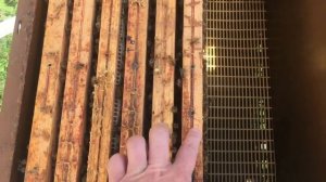 Осеменение маток в Мини+ Полное видео.