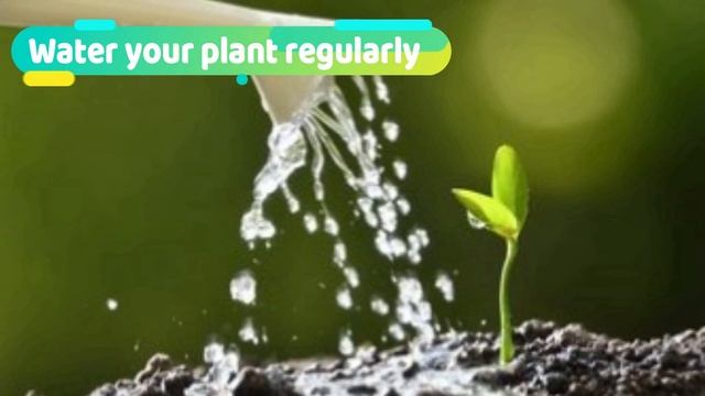 How To Grow And Care Lemon Tree From Seed In Pot | Step By Step to Grow Lemon смотреть онлайн