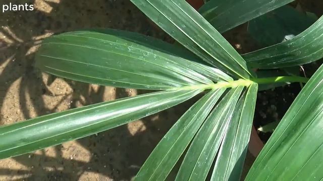 خزمة فورستري Howea Forsteriana Kentia смотреть онлайн