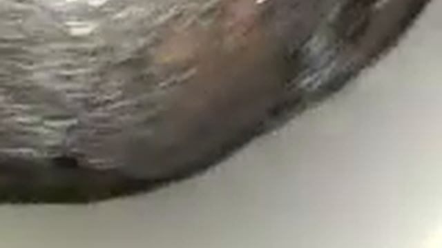 ДВС 2.5 N52B25 пластик навес BMW 5 E60 (яп к19, EA-RZB-716,