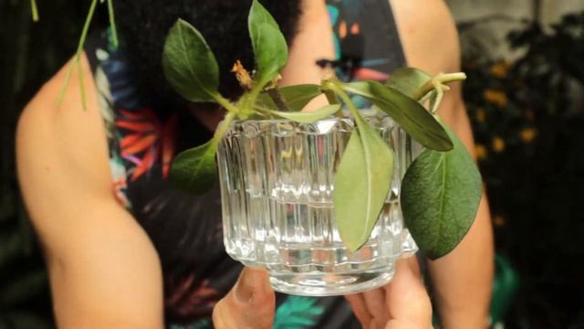 Conhecida como Globo de Ouro, Lisimáquia, a Planta que enfeita os espaços com suas belas flores!! смотреть онлайн