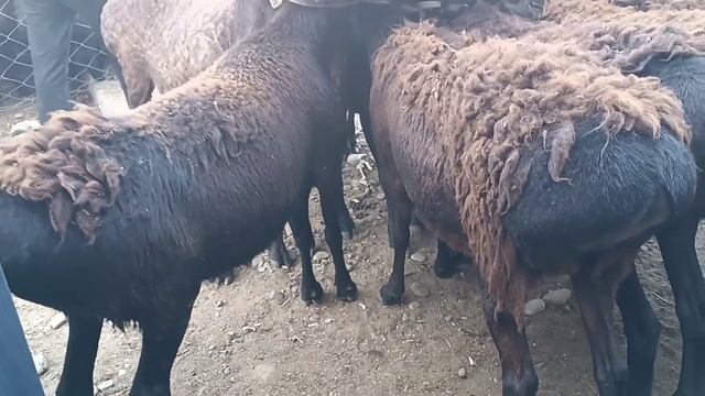 Сурхандарё сариосиё бозорида боладан ажраган ва қисир совлиқ қўйлар смотреть онлайн