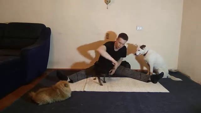 ЦВЕРГПИНЧЕР| ДРЕССИРОВКА ЦВЕРГПИНЧЕР| ПОРОДА ЦВЕРГПИНЧЕР| КАК ДРЕССИРОВАТЬ ЦВЕРГПИНЧЕРА смотреть онлайн