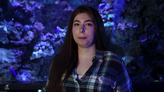 Лекция для детей 5+ "Кораллы" смотреть онлайн