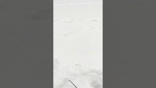 Барс следопыт привез в цернск