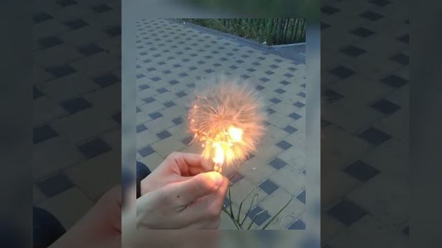 Одуванчик, как смысл чувств смотреть онлайн