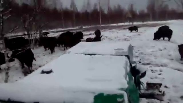 Кормят диких кабанов смотреть онлайн