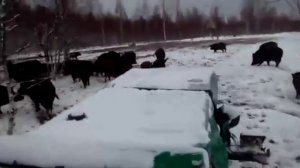 Кормят диких кабанов