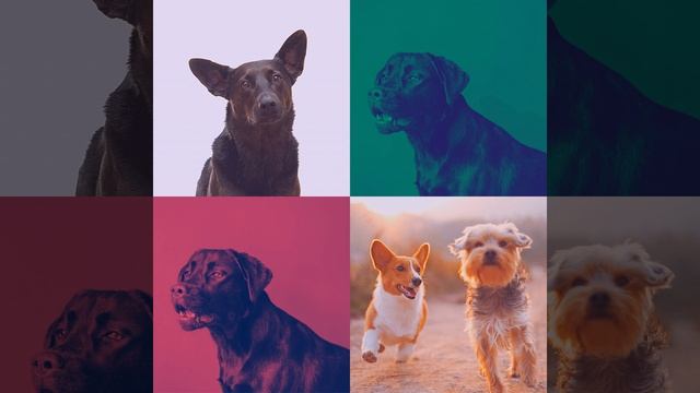 Видения (Дрессировка собак)