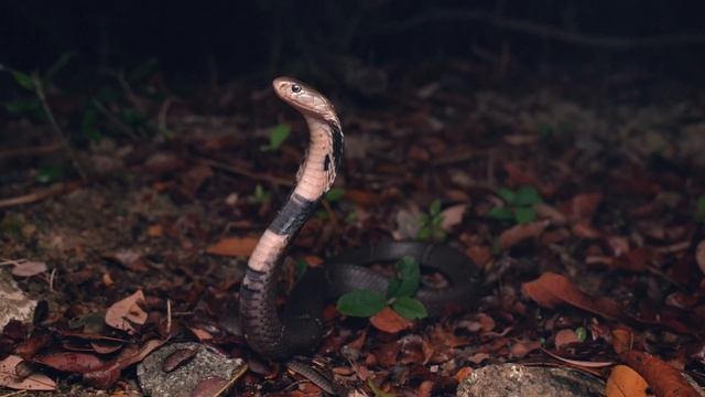 Species Summary   Chinese Cobra   Naja Atra   4K