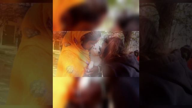 Собака просила помощи для своего раненого щенка,но ни кто не хотел помогать. смотреть онлайн