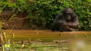 Самые Большие Обезьяны в Мире. Топ 10