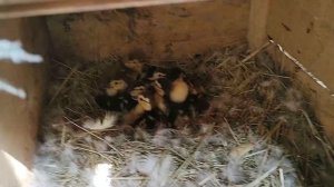 Индоутки. Мускусные утки. Переезд в новые ясли. Соединяем утят от разных уток