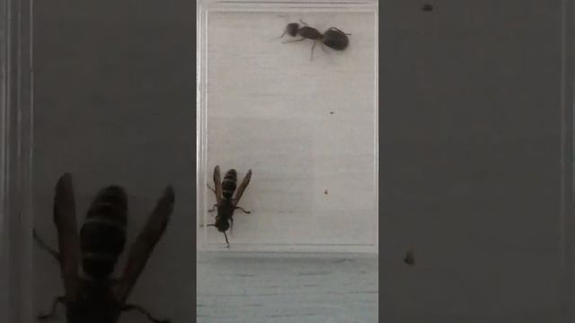 Матка C. Herculeanus и одиночная оса. 13 июня 2020 г. смотреть онлайн