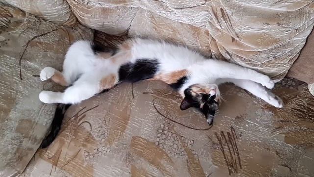 Вставай! Вставай! Штанишки одевай!)))