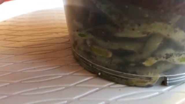 ✅Phalaenopsis Pelorica🌱🌸👀 смотреть онлайн