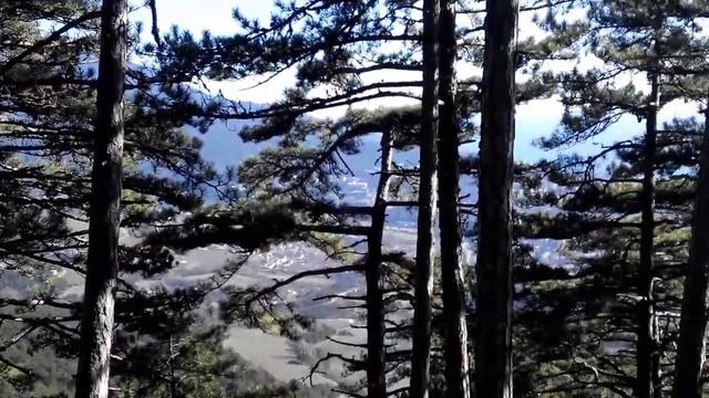 КРЫМ: красивый сосновый лес на горе Иограф смотреть онлайн