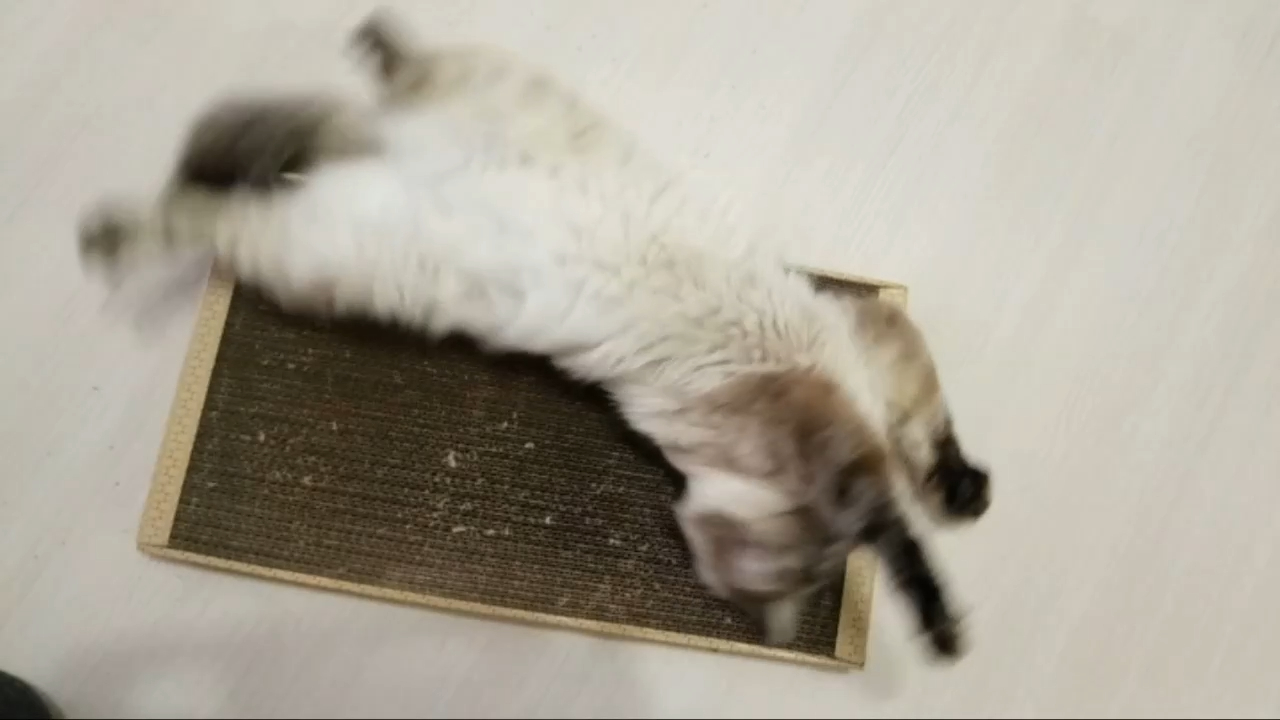 Когтедралка - лучший подарок коту на день рождения. смотреть онлайн