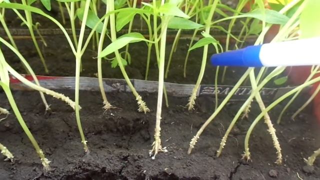 ЗАГЛУБЛЯТЬ ИЛИ НЕТ РАССАДУ ПЕРЦА ПРИ ПИКИРОВКЕ. Ольга Чернова. смотреть онлайн