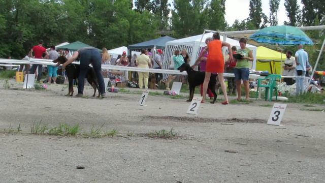 8 июня 2013 г. Региональная выставка (сравнение доберманов 1 и 3) смотреть онлайн