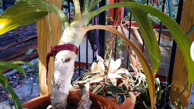 Dendrobium sulcatum in bloom. смотреть онлайн